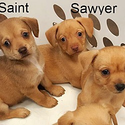 Thumbnail photo of Sawyer, Sonny, Saint, Sally #1