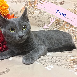 Photo of Tula
