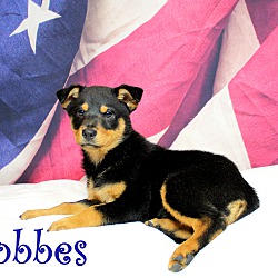 Thumbnail photo of Hobbes~adopted! #4