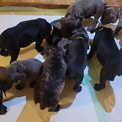 Photo of 7 unnamed puppies