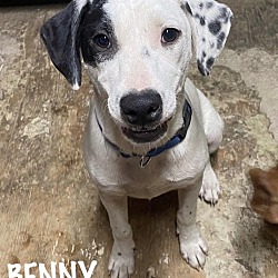 Photo of Benny (ka)