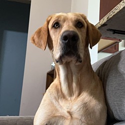 Photo of cooper