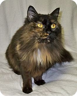Maine Coon Rescue Rochester Ny