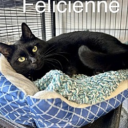 Thumbnail photo of Felicienne #2
