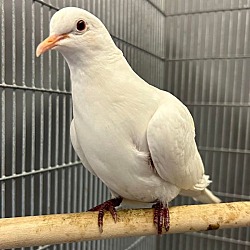 Photo of Snowbird