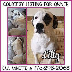 Photo of Lilly-COURTESY LISTING