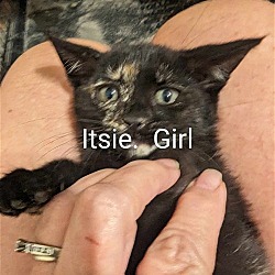 Thumbnail photo of Itsie Girl Wood CW C2024 in RI #2