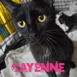 Thumbnail photo of Cayenne #1