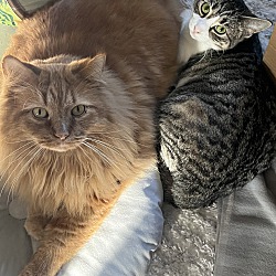 bonded pet photo