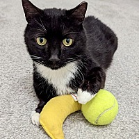 adopt a pet