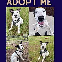 adopt a pet