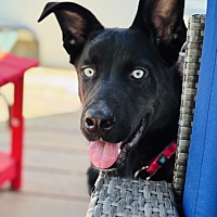 adopt a pet