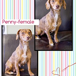 Thumbnail photo of Penny (pom-cr) #3