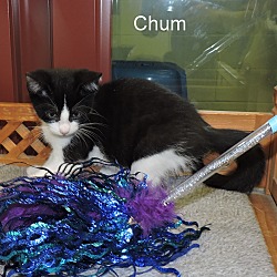 Thumbnail photo of Chum #3