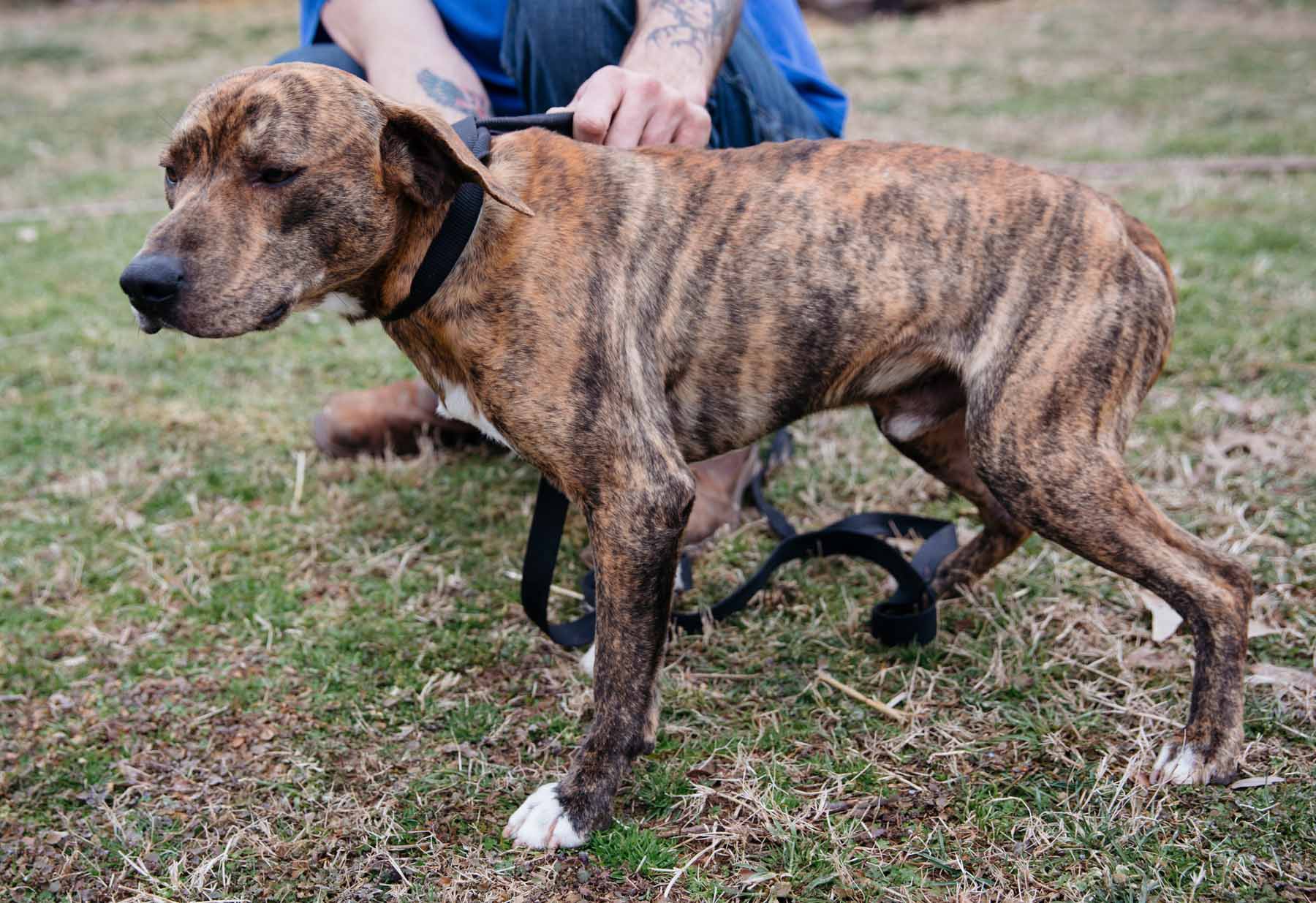 catahoula leopard brindle