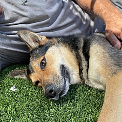 Photo of Hank