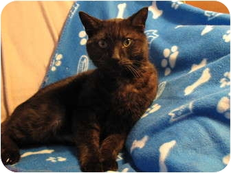 Toronto On Havana Brown Meet Eugene A Pet For Adoption Toronto On Havana Brown Meet Eugene A Pet For Adoption