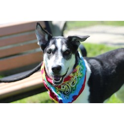 Photo of BUFFY