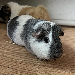Thumbnail photo of Marsh and Mallow GUINEA PIGS #2
