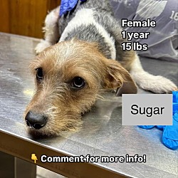 Thumbnail photo of Sugar #2