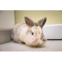 adopt-pet
