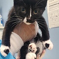 adopt a pet