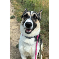 adopt-pet