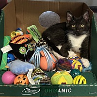 adopt a pet