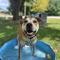 adopt a pet