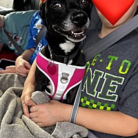 adopt a pet