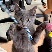 adopt a pet
