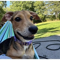 adopt-pet