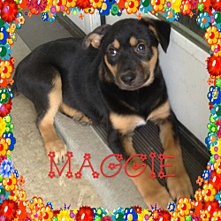 Thumbnail photo of Maggi #1