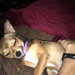 Thumbnail photo of Trixie (adoption pending) #3