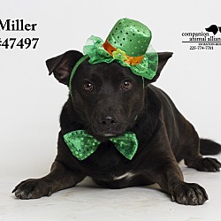 Thumbnail photo of Miller  (Foster Care) #4