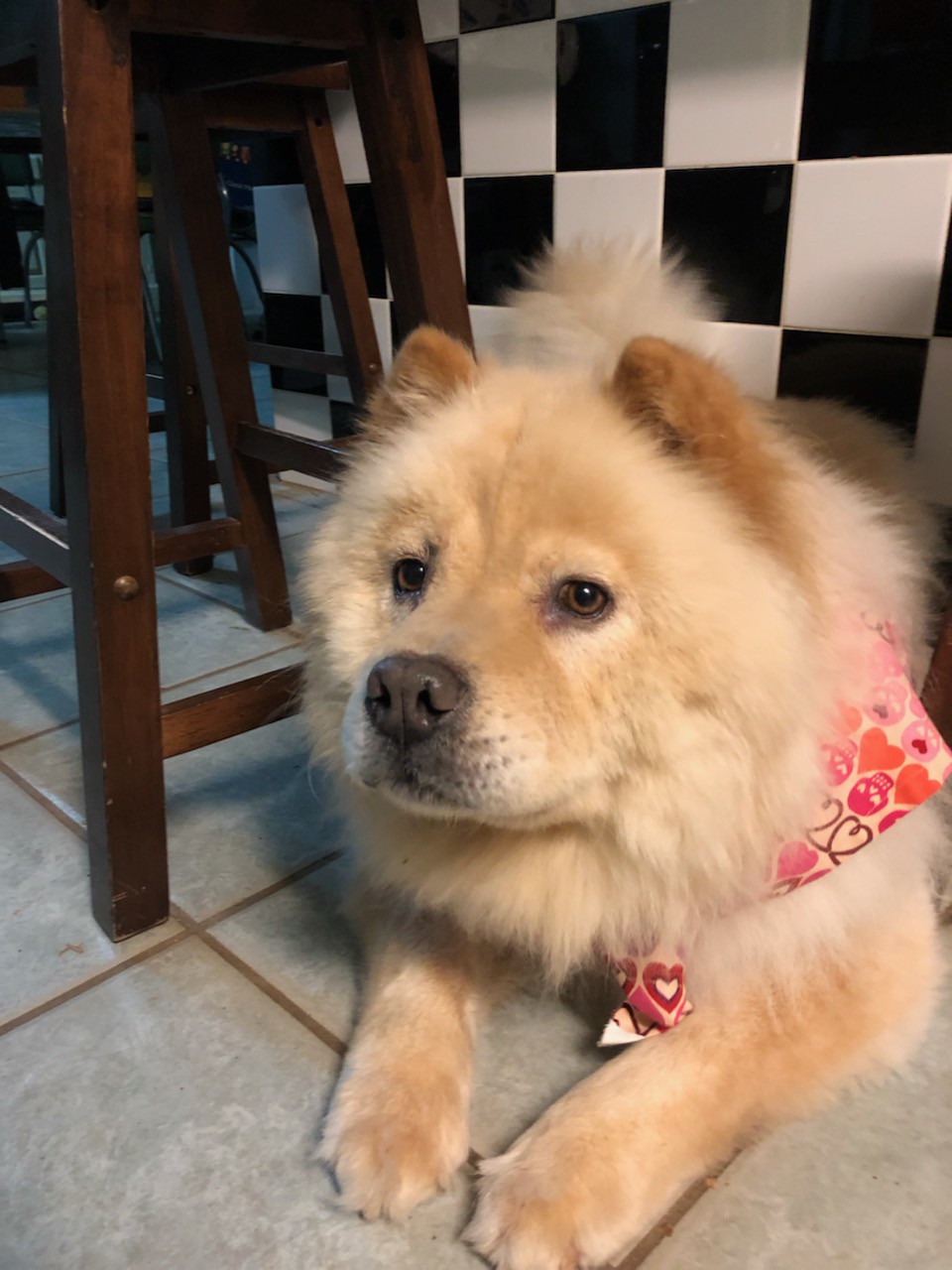 Adopt Teddy! a White Chow Chow / Mixed dog in Sacramento