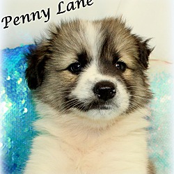 Thumbnail photo of Penny Lane~adopted! #1