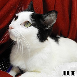 Thumbnail photo of Jujube #3