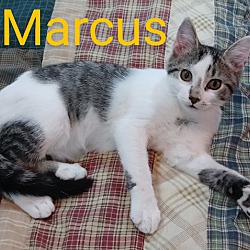 Thumbnail photo of Marcus #4