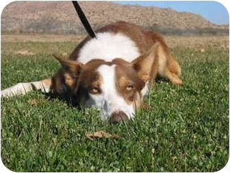red kelpie cross border collie
