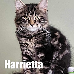 Photo of Harrieta