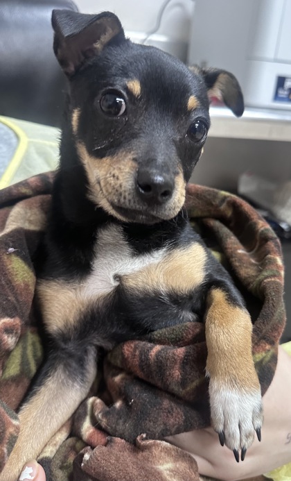 Gulfport, MS - Miniature Pinscher. Meet Frito a Pet for Adoption ...