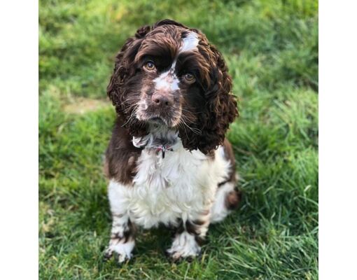 Cocker Spaniel Seattle Seattle, WA - Cocker Spaniel. Meet Tilly Cocker Spaniel a Pet for ...
