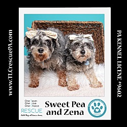 Thumbnail photo of Sweet Pea (Bonded Pair with Zena)  030224 #2