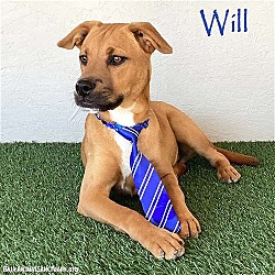 Photo of Will