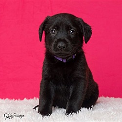 Photo of Jana litter - Lily (purple c) - adoption pending