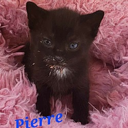 Photo of PIERRE Kitten (m)
