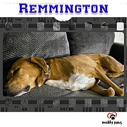 Thumbnail photo of Remmington (Rem/Courtesy Post) #4