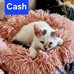 Thumbnail photo of Cash #4