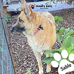 Thumbnail photo of Sable (Courtesy Post) #3